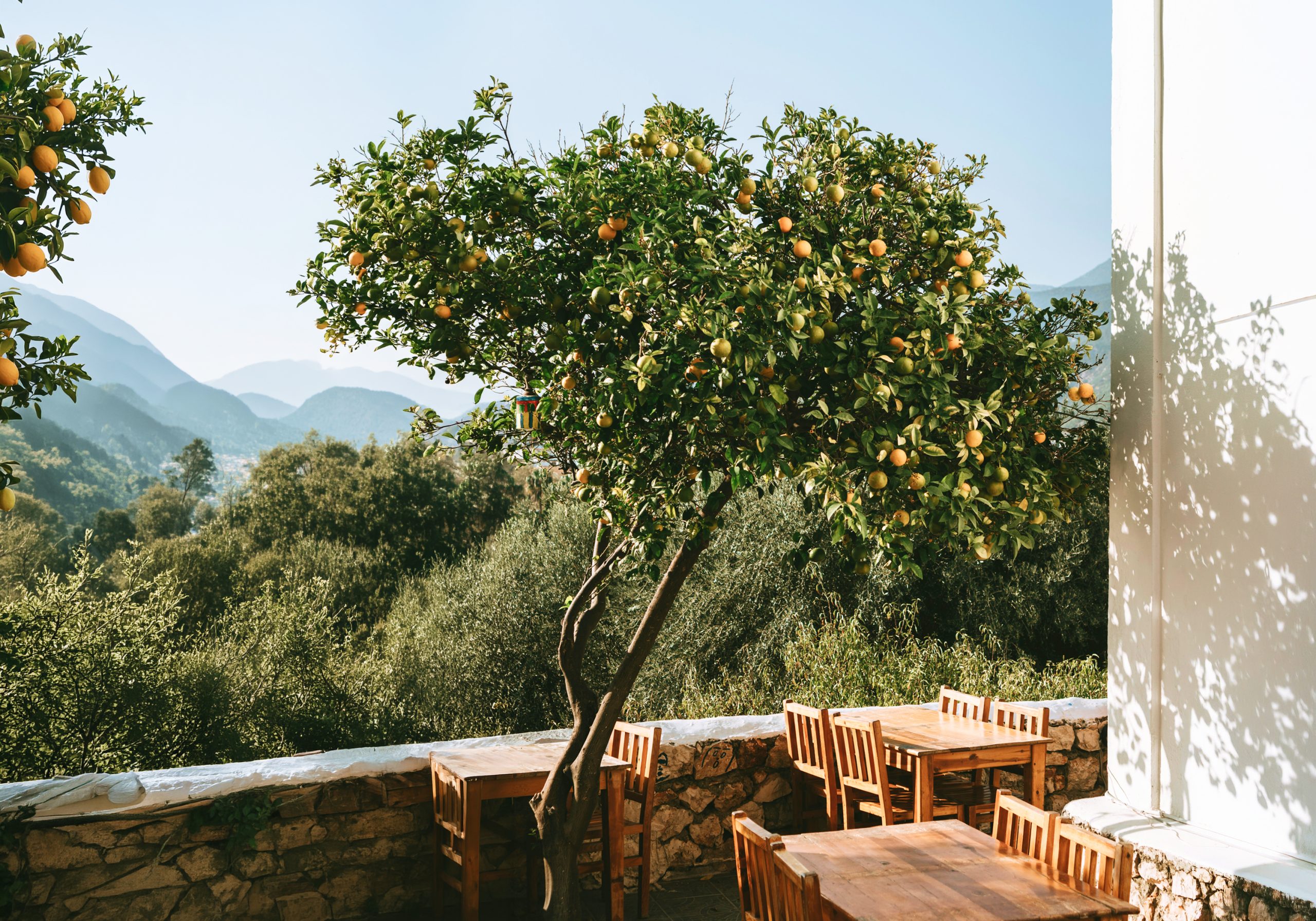 Limoncello Experience